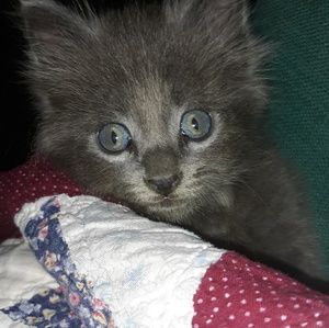 Meet your Posher, Krista